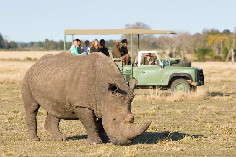 1. Game Drives (Classic Safari Experience)