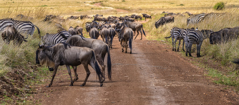 1. Witness the Great Migration in Maasai Mara.