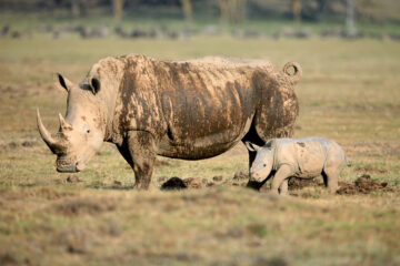 African Safari in Kenya