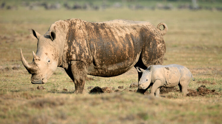 African Safari in Kenya