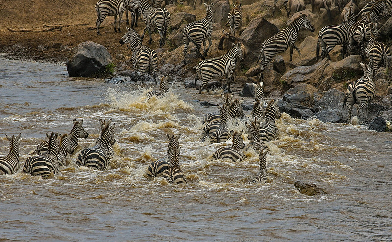 Best Time for Safaris in Kenya