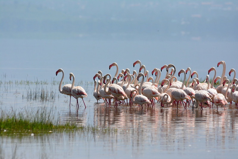 Lake Nakuru National Park