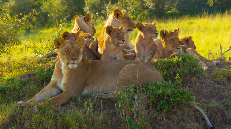 Natural parks in Kenya