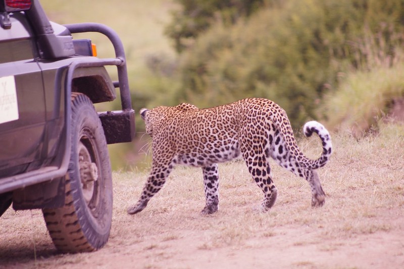 safari trips to kenya